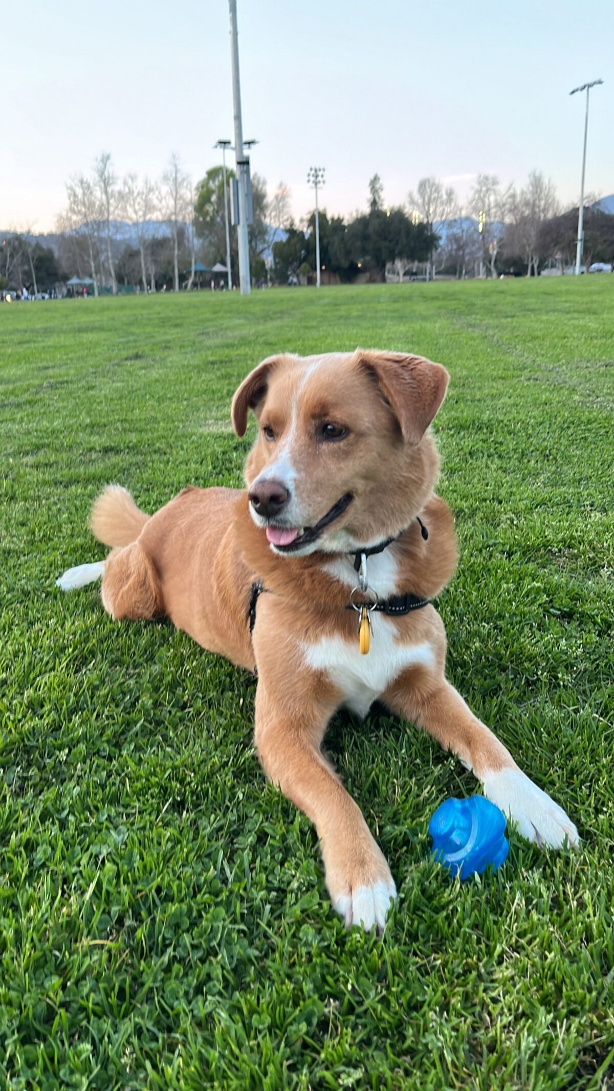 Bonita relaxing at the park, happy and healthy