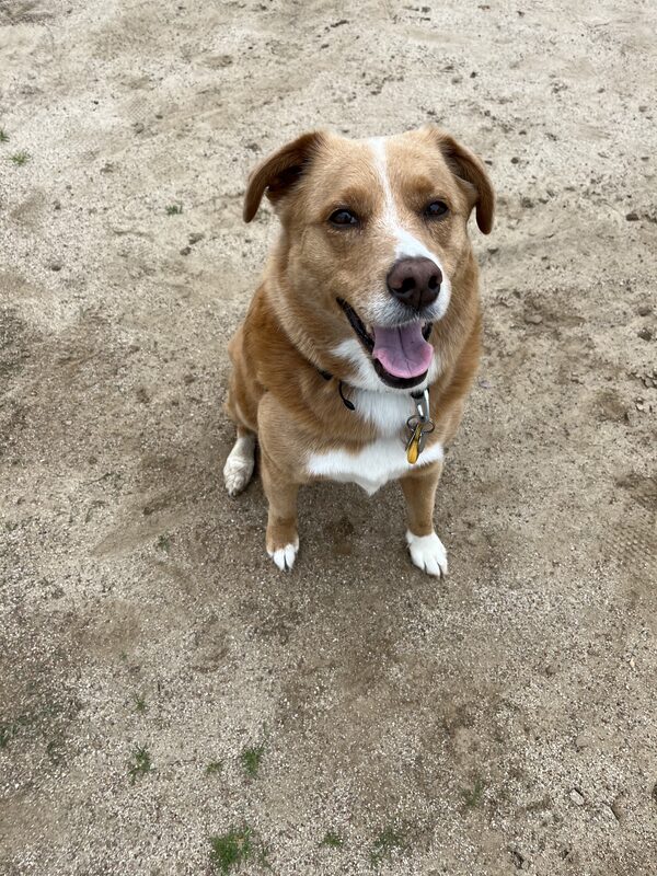 Bonita, a golden rescue dog from Puerto Rico, smiling at the camera — the inspiration behind Bonifido Creamery