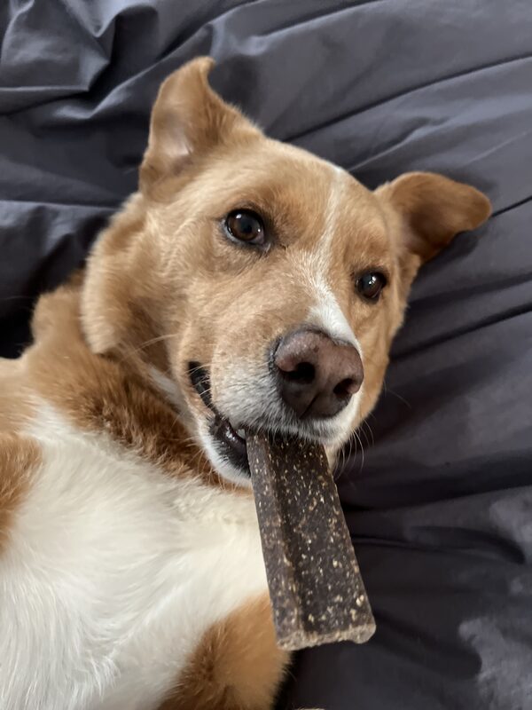 Close-up of Bonita with a treat, her warm brown eyes looking up at the camera